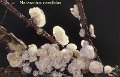 Marasmiellus candidus-amf1261-1
